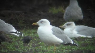 Yellow-Legged Gull ( Medelhavstrut )