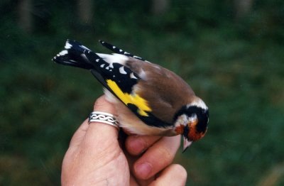 European goldfinch ( Steglits )