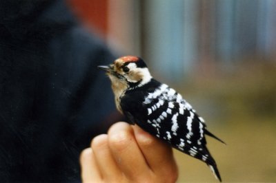 Lesser Spotted Woodpecker ( Mindre hackspett )