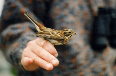 Rustic Bunting ( Videsparv )