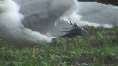 Adult Morup Halland 17.10-07