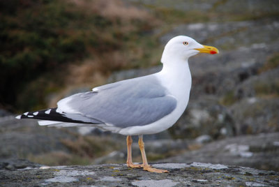 Herring Gull ( Gråtrut )