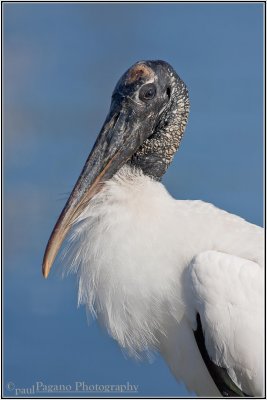 Wood Stork Portrait