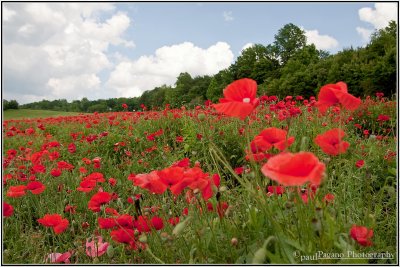 Roadside Poppies