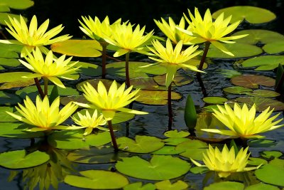 African Water Lilies...