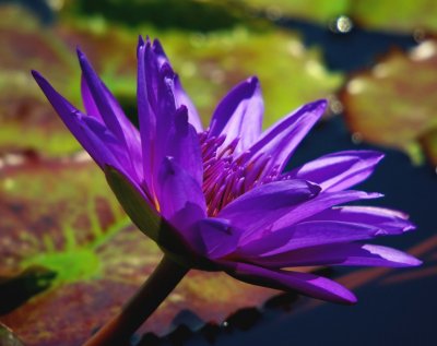 African Water Lily (Purple)