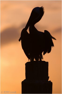 Pelican at Twilight