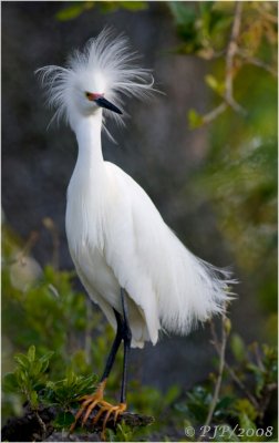 Snowy Egret (Regal Portrait)