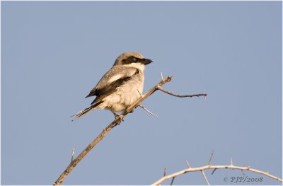 Loggerhead Shrike (Lanius ludovicianus)