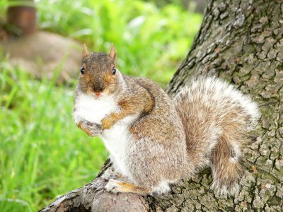 New York Squirl in Riverside Park