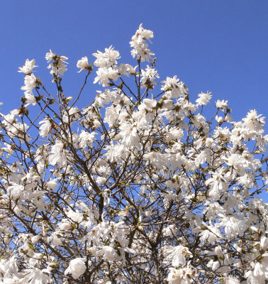 Pussy Willows in Bloom