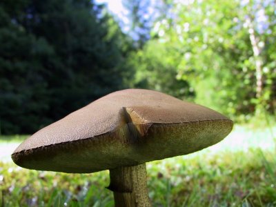 Mushroom in the Back Yard