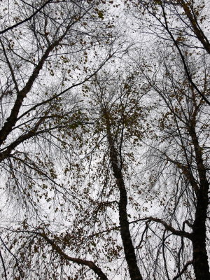 The leaves are going