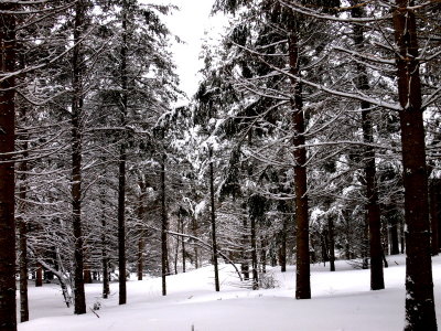 The Woods in Late March