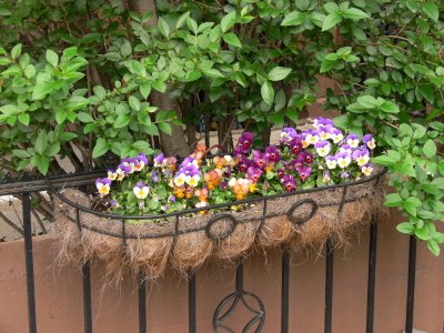 Flowers in Brooklyn