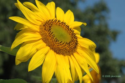 My Sunflower Image