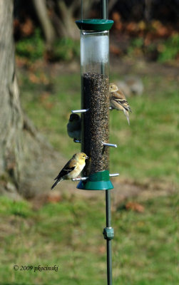 Finally - Finches!