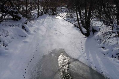 Creek Tracks
