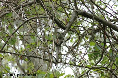 hummingbird on nest