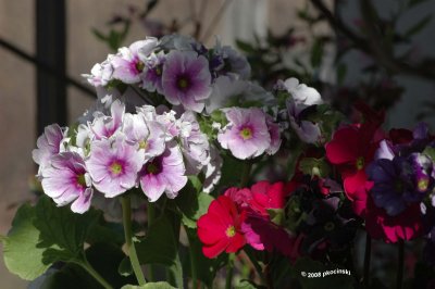 Hanging Flowers