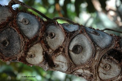Unusual Tree Bark