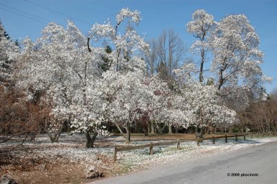 Falling White Stuff