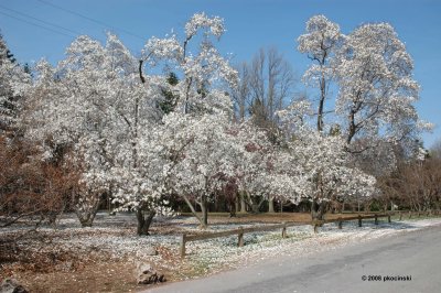Snowy Magnolias