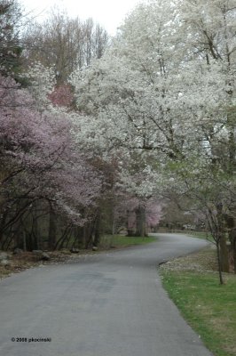 Entrance Drive in Spring