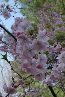 Pretty In Pink