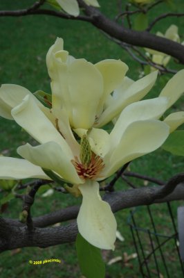 Yellow Magnolia Opened