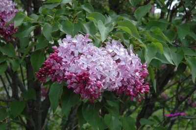 Lilac Blooms