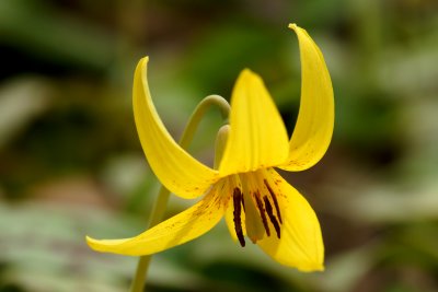 yellow trout lily 05 4-20-10