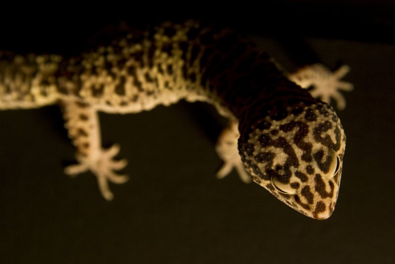 gecko13.jpg