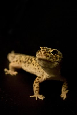 gecko11.jpg