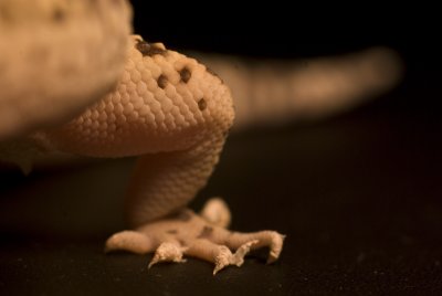 gecko16.jpg