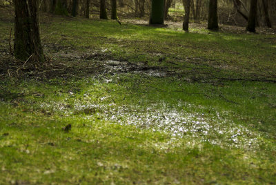 puddlegrass.JPG