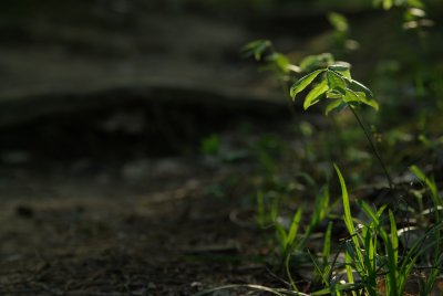 IMGP6070.JPG