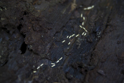 ants marching.JPG