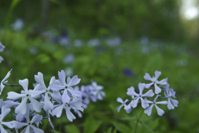 wildflowers.JPG