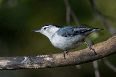 White-Breated Nuthatch