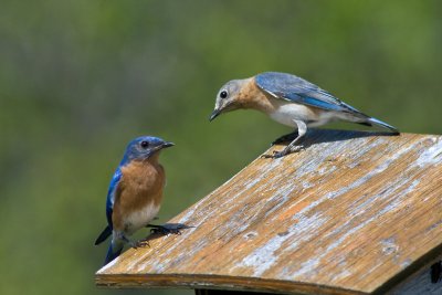 Eastern Blue Birds