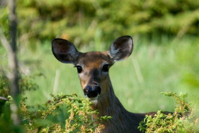 all ears