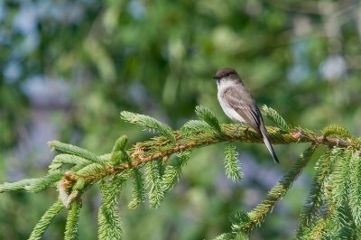 Eastern Phoebe