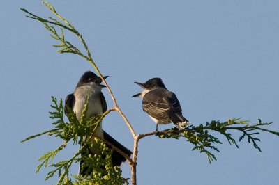 Eastern Kingbirds