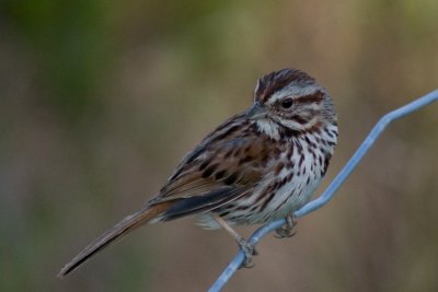 Song Sparrow