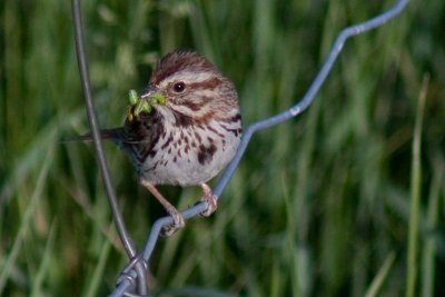 Song Sparrow with snack