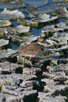 Killdeer chick