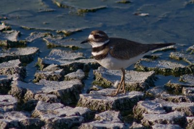 Killdeer