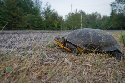 Blandings Turtle