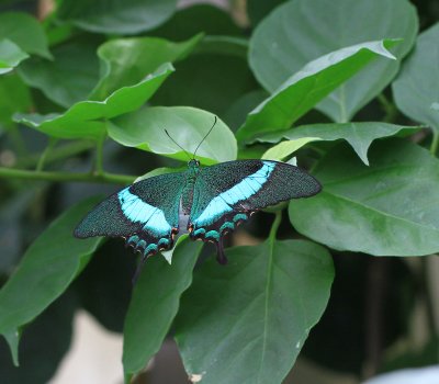 Papilio palinurus, Machaon meraude